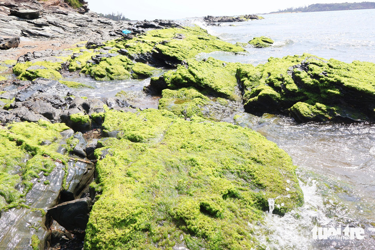 Những tảng đá lớn trải một màu xanh của rêu