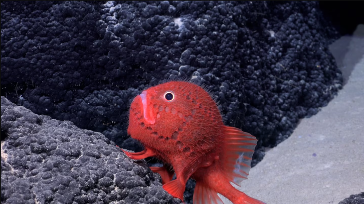 Một trong những loài cá vừa được phát hiện - Ảnh cắt từ video