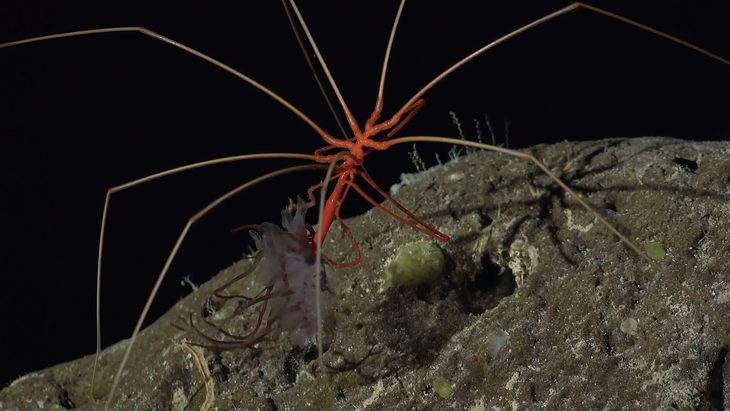 Một loài sinh vật khác có vẻ ngoài giống nhện - Ảnh cắt từ video
