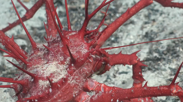 Một trong những loài cua nhện mới - Ảnh cắt từ video