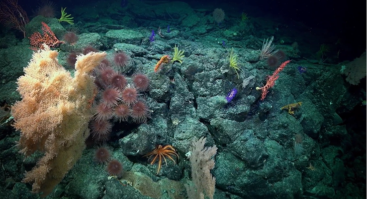 Một trong những quần thể san hô cổ đại - Ảnh cắt từ video