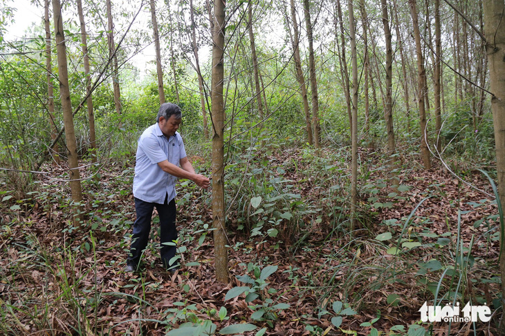 Một cánh rừng trồng không đốt thực bì ở huyện Gio Linh, Quảng Trị - Ảnh: HOÀNG TÁO
