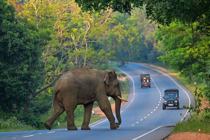 Một con voi hoang dã đang băng qua đường ở thành phố Habarana, Sri Lanka hôm 20-2 vừa qua. Quốc gia Nam Á này được đánh giá là một trong những nơi có môi trường sống tốt nhất với động vật hoang dã - Ảnh: AFP