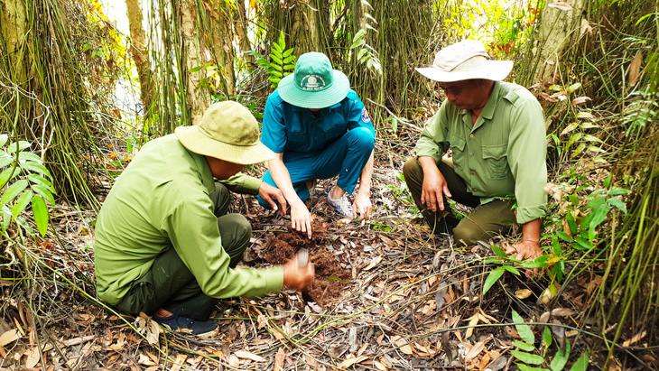 Lực lượng chức năng tỉnh Cà Mau thường xuyên dọn thực bì và kiểm tra độ ẩm dưới chân rừng để có những cảnh báo, biện pháp bảo vệ rừng hiệu quả - Ảnh: THANH HUYỀN