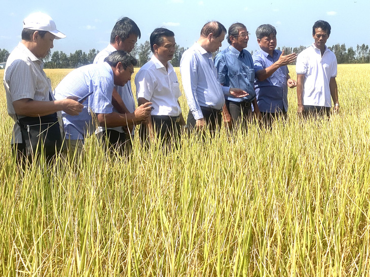 Đoàn của Bộ Nông nghiệp và Phát triển nông thôn tham quan cánh đồng lúa ST25 tại Sóc Trăng - Ảnh: KHẮC TÂM