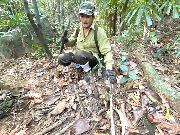 Một chiếc bẫy thợ săn đặt ẩn trong rừng - Ảnh: LÊ TRUNG