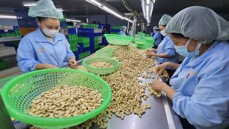 Chế biến hạt điều để phục vụ cho xuất khẩu tại một công ty ở Khánh Hòa - Ảnh: N.TRÍ