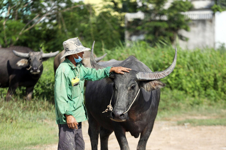 Ông Kim lùa đàn trâu xuống kênh để con trai dắt đi ăn