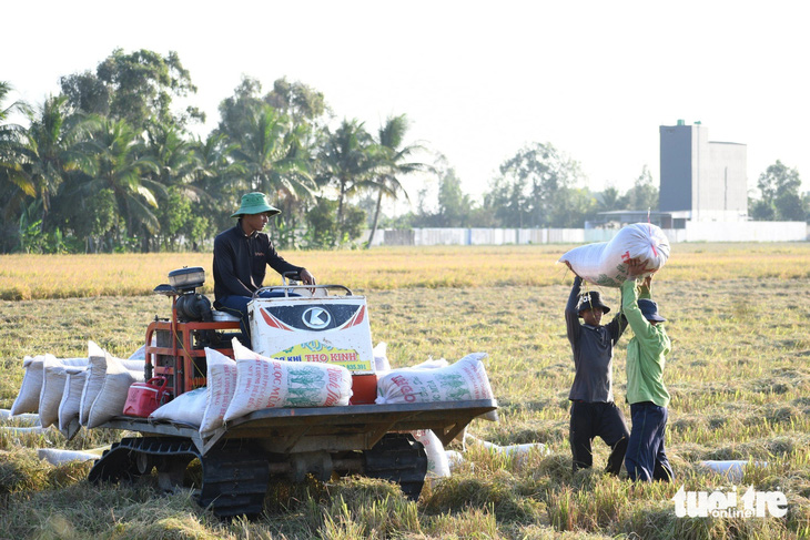 Vụ lúa đông xuân là vụ có sản lượng lúa lớn nhất trong năm của người dân trồng lúa ở ĐBSCL - Ảnh: MINH KHANG