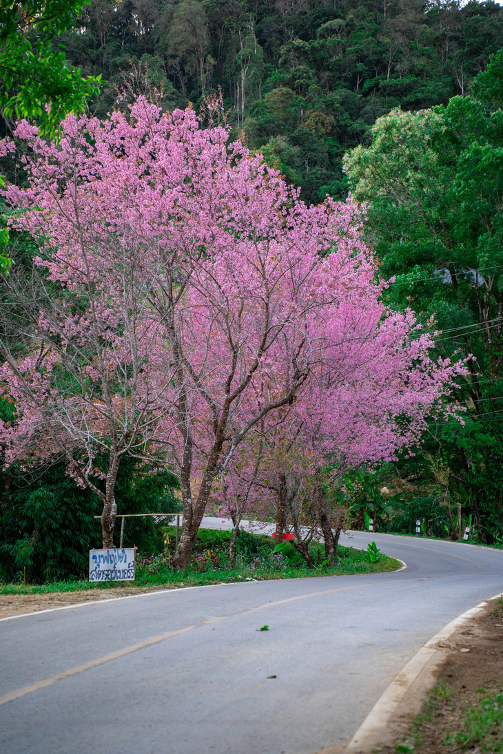 Hoa anh đào ở Chiang Mai - Ảnh: TRỊNH TRÚC QUỲNH