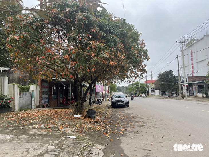 Lá cây rụng trên nhiều tuyến đường TP Đông Hà không được dọn dẹp thường xuyên - Ảnh: HOÀNG TÁO