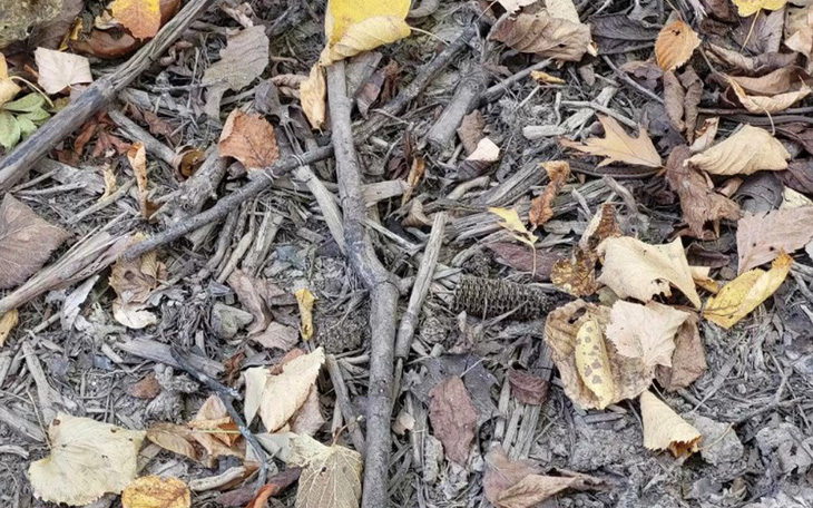 Thử tài tinh mắt: Con rắn ẩn nấp ở đâu?