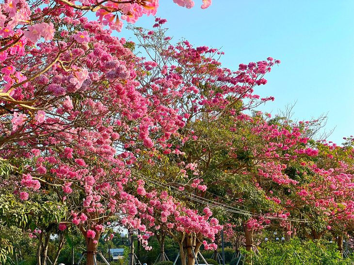 Hoa kèn hồng khoe sắc hai bên đường vào khu hành chính huyện Châu Thành - Ảnh: KHẮC TÂM