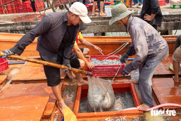Cá cơm đầy ắp khoang thuyền của nhiều ngư dân Gio Việt dịp sát Tết cổ truyền - Ảnh: HOÀNG TÁO