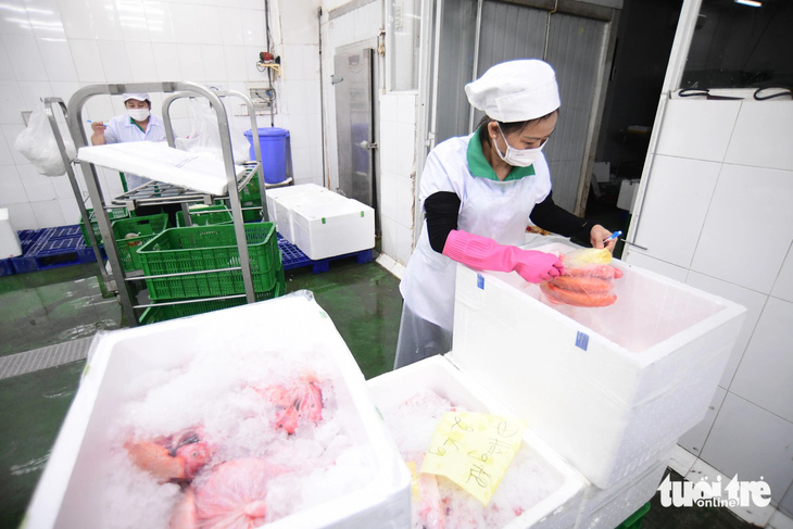 Phân loại các loại thủy hải sản giao cho cho hệ thống Co.op Food - Ảnh: QUANG ĐỊNH