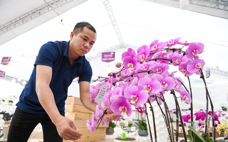 Thợ cắm hoa lan ‘hái ra tiền’, thu 4-5 triệu mỗi ngày mùa Tết