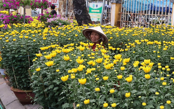 Đường phố Hội An ngập sắc hoa xuân, 27 tháng chạp vẫn vắng người mua, người bán hoa sốt ruột