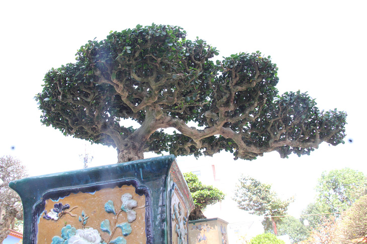 Một cây bonsai &quot;nhỏ nhưng có võ&quot;, tuyệt đẹp - Ảnh: TRẦN MAI