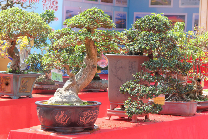Những cây bonsai nhỏ nhưng đầy nghệ thuật - Ảnh: TRẦN MAI