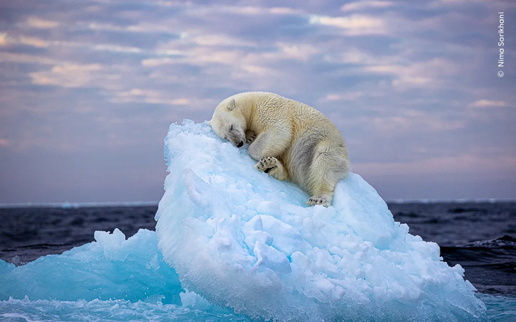 Gấu Bắc Cực ngủ trên băng trôi thắng giải Nhiếp ảnh gia động vật hoang dã của năm