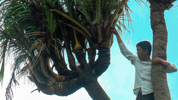 Cây dừa 12 đọt của anh Lê Phước Thái, TP Cà Mau cũng thu hút nhiều người hiếu kỳ tìm đến xem tận mắt - Ảnh: THANH HUYỀN