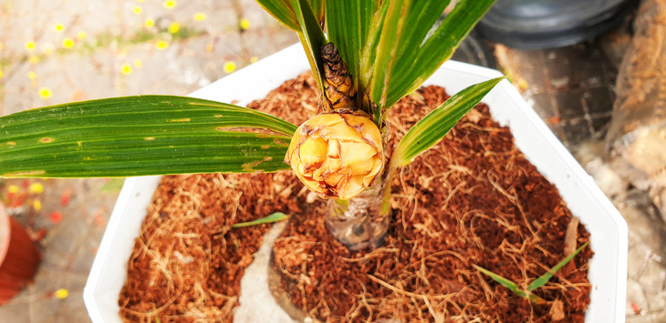 Cây dừa kỳ lạ ở Cà Mau chỉ mới trồng sáu tháng đã ra hoa kết trái - Ảnh: THANH HUYỀN
