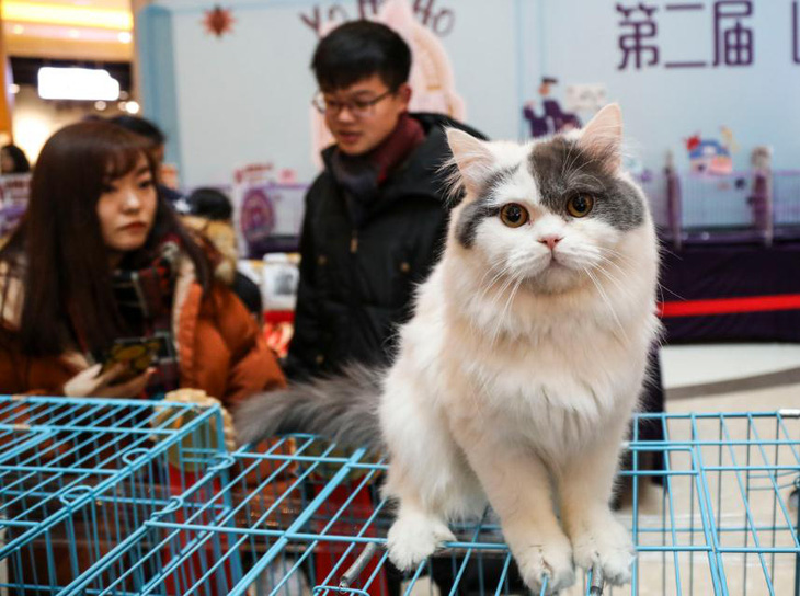 Khách chiêm ngưỡng vẻ đẹp của một con mèo trong hội chợ thú cưng ở thành phố Thẩm Dương, tỉnh Liêu Ninh, Trung Quốc - Ảnh: CHINA DAILY
