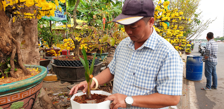 Ông Nguyễn Quang Định thấy cây dừa lạ nên trưng bày để cho người dân cùng xem chứ không có ý định bán - Ảnh: THANH HUYỀN