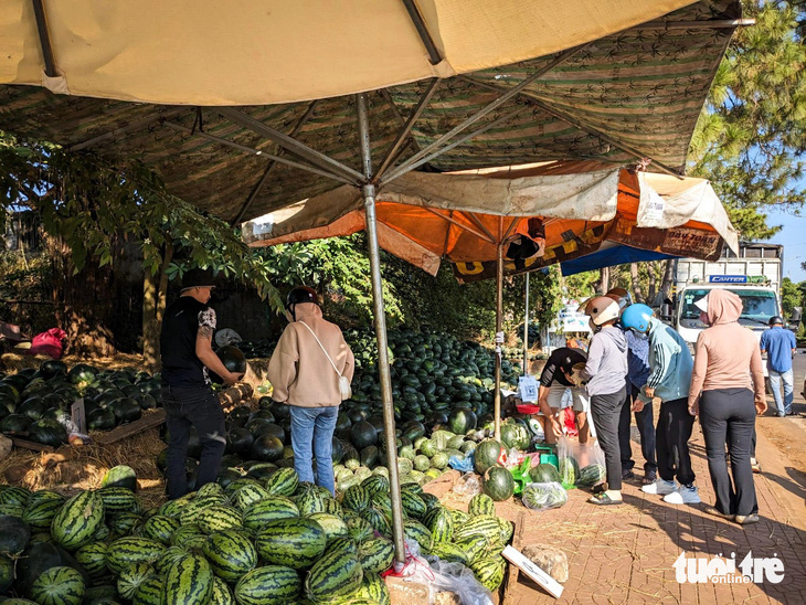 Một vựa dưa hấu tấp nập người mua trước khu du lịch Biển Hồ, Pleiku - Ảnh: TẤN LỰC 