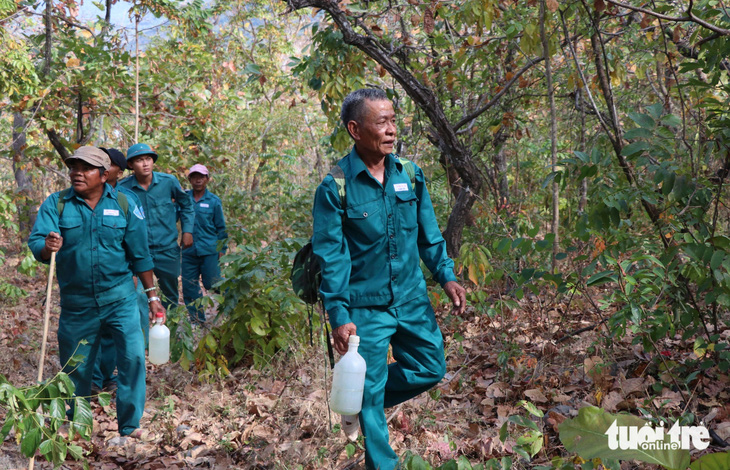 Ngày 30 Tết, thay vì ở nhà sửa soạn đồ đạc đón Tết thì lực lượng bảo vệ rừng ở Ninh Thuận lội bộ, tuần tra giữa rừng sâu - Ảnh: DUY NGỌC