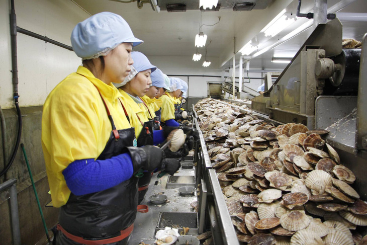 Lao động nước ngoài làm việc tại nhà máy chế biến sò điệp ở thành phố Monbetsu, tỉnh Hokkaido, Nhật Bản - Ảnh: THE JAPAN TIMES
