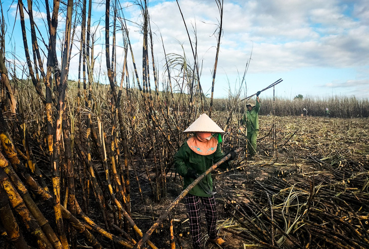 Người dân thu hoạch ruộng mía bị cháy nhập cho nhà máy đường để giảm thiệt hại - Ảnh: H.N. 