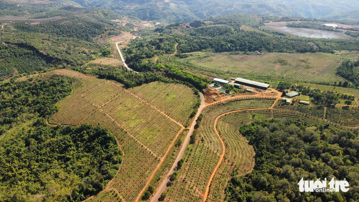 Nhiều diện tích rừng giao cho doanh nghiệp quản lý nhưng để mất rừng, đất bị lấn chiếm nhiều năm qua ở Đắk Nông - Ảnh: LÊ PHƯỚC