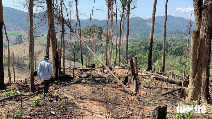 Có 15 doanh nghiệp mất rừng tại Đắk Nông bị buộc bồi thường nhưng hiện tại mới có 3 doanh nghiệp chấp hành - Ảnh: TRUNG TÂN
