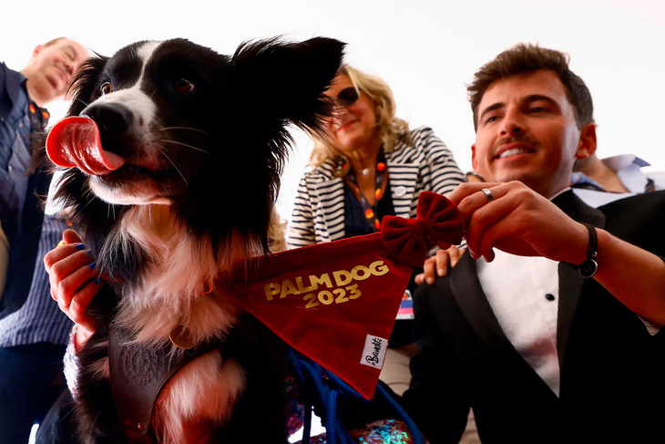 Chú chó Messi nhận giải Palm Dog 2023 - Ảnh: REUTERS