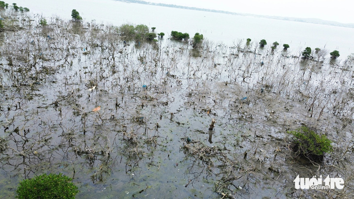 Cánh rừng ngập mặn ở xã Tam Giang bị chết trụi, chỉ còn lác đác vài cây - Ảnh: LÊ TRUNG