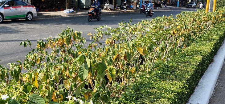 Hàng loạt cây hoa lài trồng trên đường Ba Mươi Tháng Tư, quận Ninh Kiều, TP Cần Thơ héo úa, sắp chết - Ảnh: LÊ DÂN