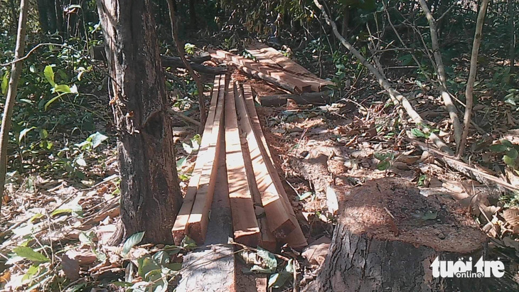 Hiện trường vụ phá rừng tại huyện Chư Prông, tỉnh Gia Lai - Ảnh: BỒNG SƠN 