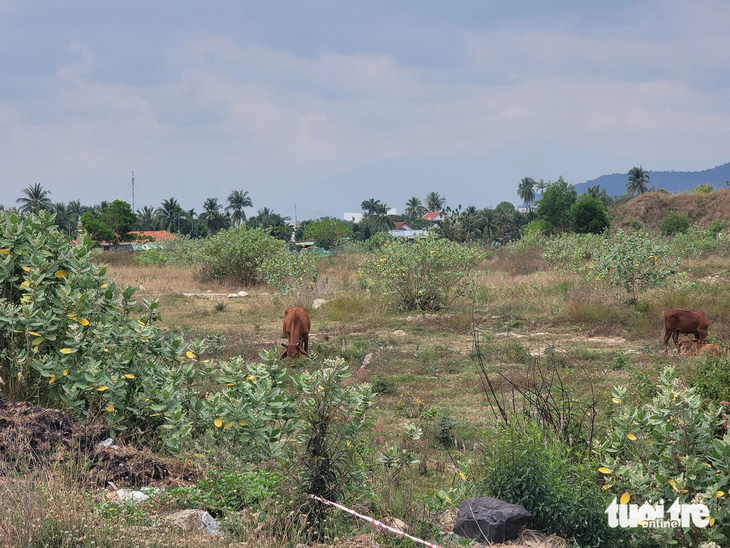 Dự án khu đô thị Phúc Khánh 2 cỏ mọc um tùm, trở thành nơi chăn bò - Ảnh: TRẦN HƯỚNG