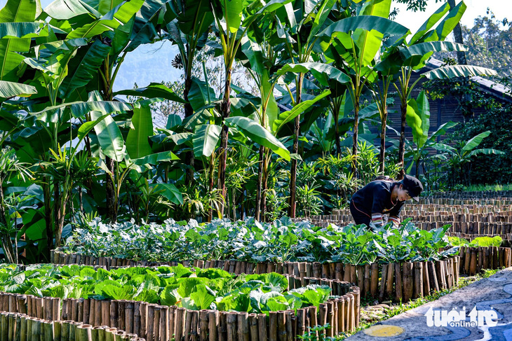 Vườn rau trong nội bộ resort là nguồn thực phẩm cung cấp cho bữa ăn của khách giàu
