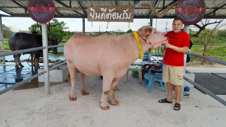Ở Thái, những con trâu bạch tạng rất được giá vì quý hiếm. 