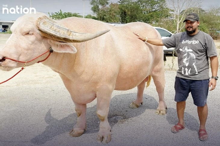 Con trâu bạch tạng vô cùng quý giá của ngành chăn nuôi Thái Lan. 