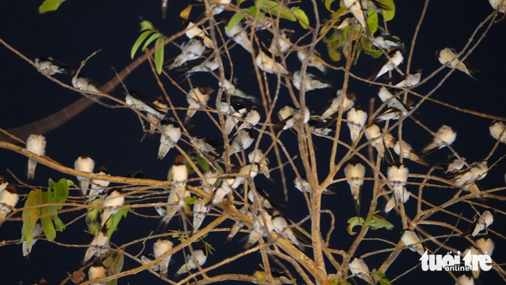 7h tối mỗi ngày, đàn chim hoang dã về đậu ngủ ken đặc khiến cho cây xanh ở công viên Nguyễn Trung Trực (TP Rạch Giá) trơ lá - Ảnh: CHÍ CÔNG