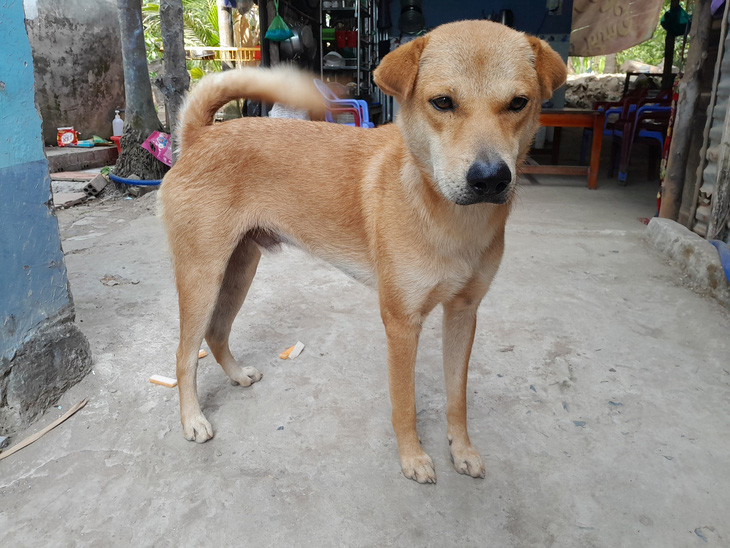 Trong ít ngày gần đây, có 7 trường hợp người dân ở An Giang bị chó mắc bệnh dại cắn - Ảnh: CHÍ HẠNH