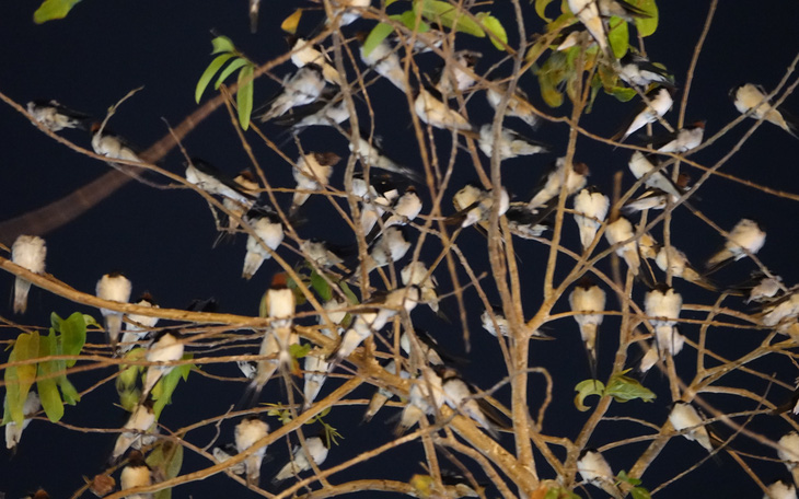 Hàng ngàn con chim hoang dã về trú ngụ công viên Nguyễn Trung Trực ở Kiên Giang