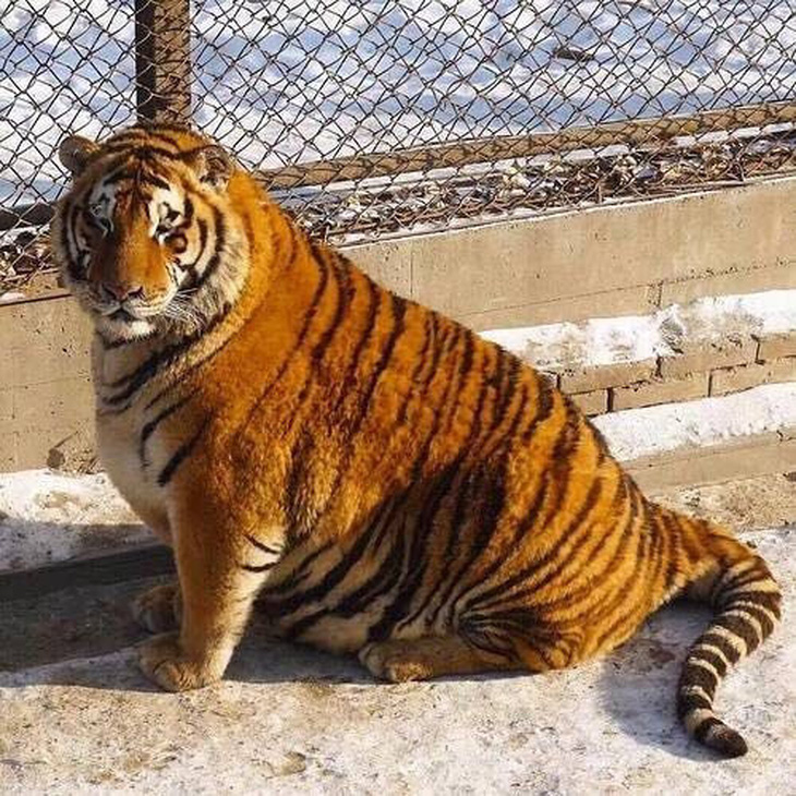 'Ét ô ét', vườn thú Trung Quốc 'bắt' hổ báo béo phì- Ảnh 3.