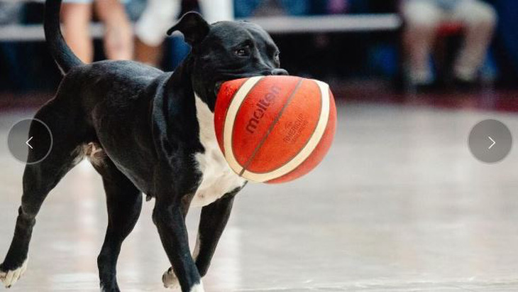 Một con chó lẻn vào giữa trận đấu bóng rổ! Đó là trong trận đấu giữa Chile và Argentina tại 'FIBA Windows' ở Valdivia - Ảnh: Marca