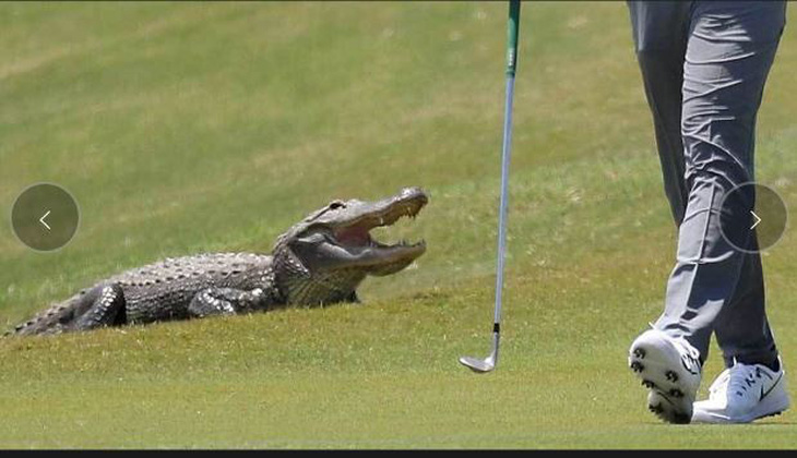 Cá sấu ở Zurich Golf Classic. Năm 2018, một số con cá sấu đã lang thang tại TPC Louisiana ở Avondale trong giải đấu Zurich Classic. Điều này khiến các tay golf một phen hoảng sợ - Ảnh: Marca