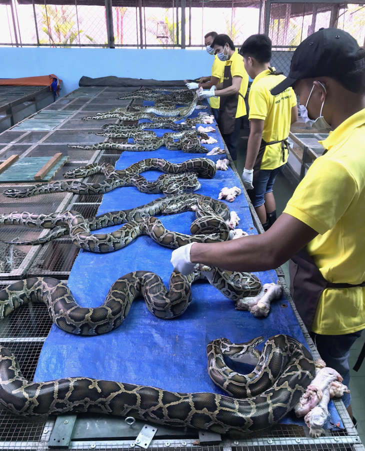 Những con trăn vẫn giữ vững cân nặng kể cả khi chúng không ăn gì trong nhiều ngày - Ảnh: PEOPLE FOR WILDLIFE