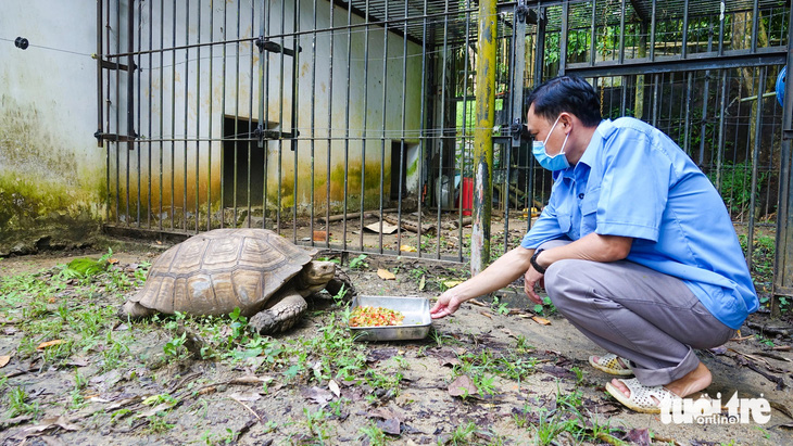 Con rùa Salcata to và nặng khoảng 50kg được các nhân viên chăm sóc cẩn thận - Ảnh: CHÍ CÔNG